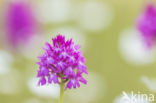 Pyramidal Orchid (Anacamptis pyramidalis)