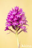 Pyramidal Orchid (Anacamptis pyramidalis)