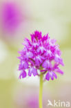 Pyramidal Orchid (Anacamptis pyramidalis)