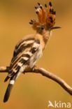 Hoopoe (Upupa epops)