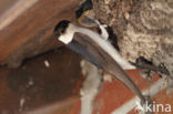 Common House-Martin (Delichon urbicum)