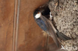 Common House-Martin (Delichon urbicum)