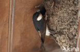 Common House-Martin (Delichon urbicum)