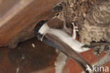 Common House-Martin (Delichon urbicum)