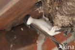 Common House-Martin (Delichon urbicum)