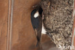 Common House-Martin (Delichon urbicum)