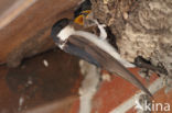 Common House-Martin (Delichon urbicum)