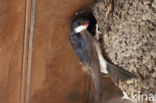 Common House-Martin (Delichon urbicum)