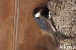 Common House-Martin (Delichon urbicum)