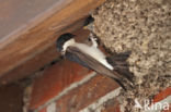 Common House-Martin (Delichon urbicum)