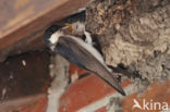 Common House-Martin (Delichon urbicum)