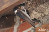 Common House-Martin (Delichon urbicum)