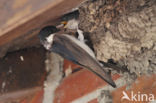 Common House-Martin (Delichon urbicum)