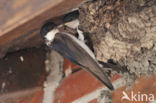 Common House-Martin (Delichon urbicum)