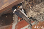 Common House-Martin (Delichon urbicum)