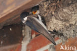 Common House-Martin (Delichon urbicum)