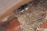 Common House-Martin (Delichon urbicum)