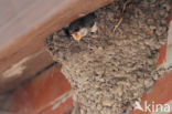 Common House-Martin (Delichon urbicum)