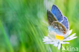 Icarusblauwtje (Polyommatus icarus)