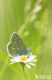 Icarusblauwtje (Polyommatus icarus)