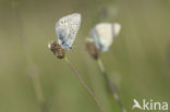 Icarusblauwtje (Polyommatus icarus)