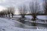 IJssel uiterwaarden