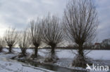 IJssel uiterwaarden