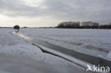 IJssel uiterwaarden