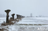 IJssel uiterwaarden