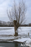 IJssel uiterwaarden