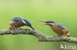 IJsvogel (Alcedo atthis)