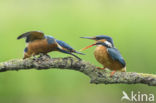 IJsvogel (Alcedo atthis)