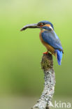 Kingfisher (Alcedo atthis)