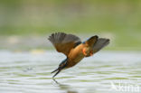 IJsvogel (Alcedo atthis)