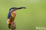 Kingfisher (Alcedo atthis)