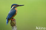 Kingfisher (Alcedo atthis)