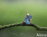 Kingfisher (Alcedo atthis)