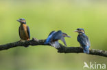 Kingfisher (Alcedo atthis)