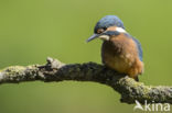 Kingfisher (Alcedo atthis)