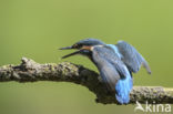 IJsvogel (Alcedo atthis)