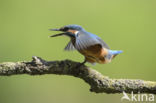 Kingfisher (Alcedo atthis)