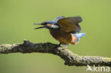 IJsvogel (Alcedo atthis)