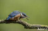 Kingfisher (Alcedo atthis)