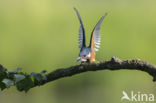 Kingfisher (Alcedo atthis)