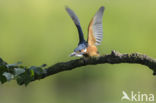 Kingfisher (Alcedo atthis)