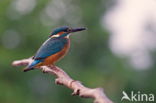 IJsvogel (Alcedo atthis)