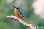 IJsvogel (Alcedo atthis)