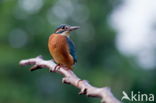 IJsvogel (Alcedo atthis)