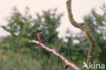 IJsvogel (Alcedo atthis)