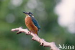 IJsvogel (Alcedo atthis)